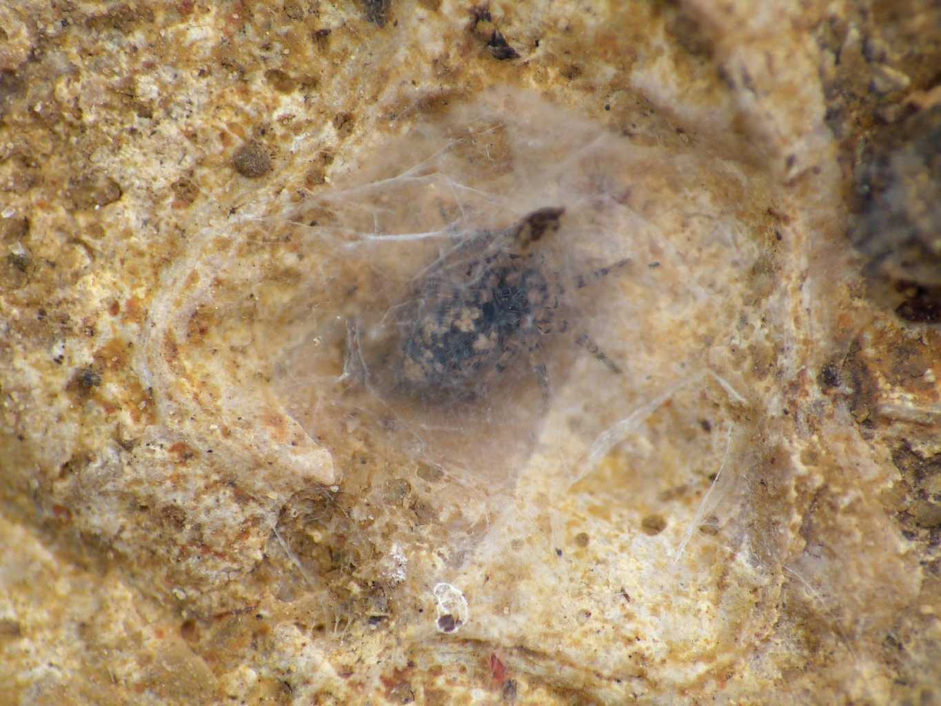 Oecobius maculatus sotto una pietra - Santa Severa (RM)